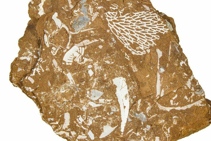 Ordovician Kukersite Oil Shale w/ Bryozoan & Trilobite Fossils #368947